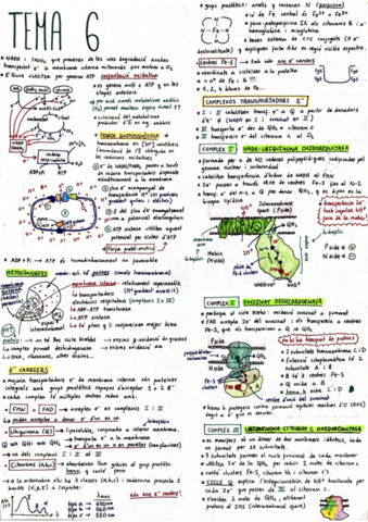 Bioquimica-Resum-Tema-6.pdf