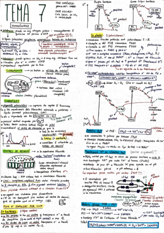 Bioquimica-Resum-Tema-7.pdf