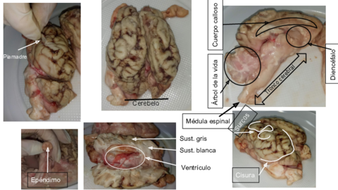 Partes-del-cerebro.pdf