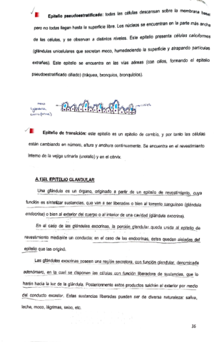 Tema-1-fisio-parte-2.pdf