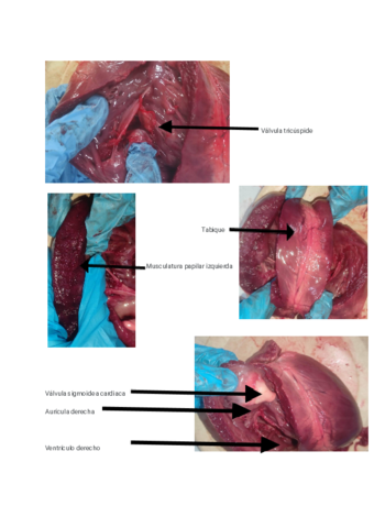 Practica-corazon.pdf