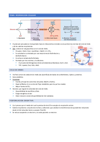 Respiracion-celular.pdf