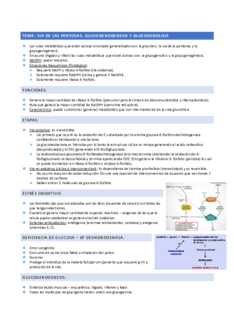 Via-de-las-pentosas-glucogenogenesis-y-glucogenolisis.pdf