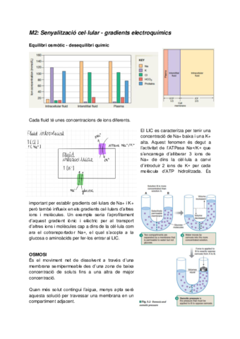 M2-Senyalitzacio-cellular-gradients-electroquimics.pdf