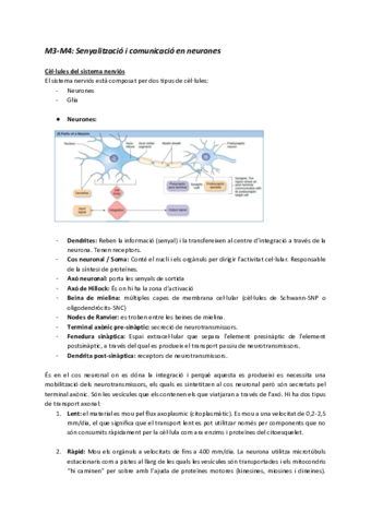 M3-M4-Senyalitzacio-i-comunicacio-en-neurones.pdf
