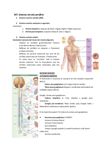 M7-Sistema-nervios-periferic.pdf