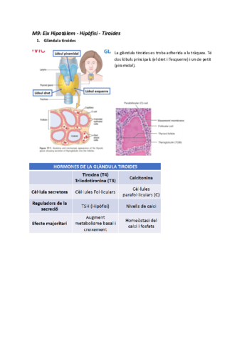 M9-Eix-hipotalem-hipofisi-tiroides.pdf