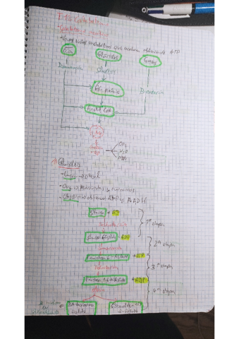 catabolismo.pdf