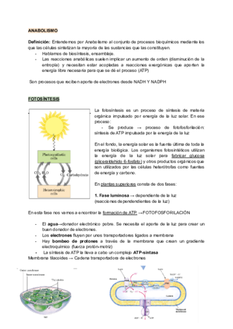 APUNTES-ANABOLISMO.pdf