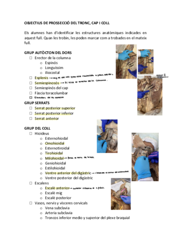 Diseccion-TRONC-CAP-I-COLL.pdf