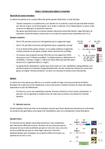 TEMA-7-INTERACCION-GENICA-Y-FENOTIPO.pdf