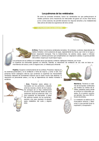 Evolucion-de-los-pulmones-en-los-vertebrados.pdf