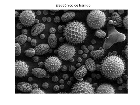 imagenes-microscopia.pdf