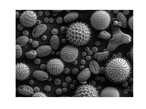 imagenes-microscopia-1.pdf