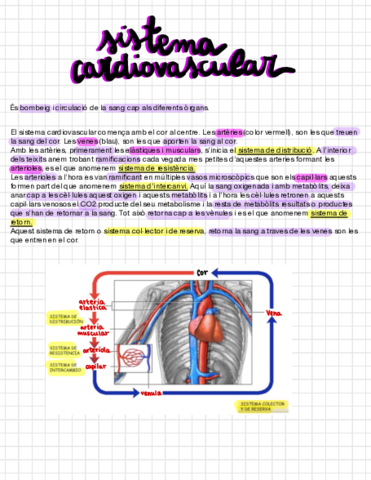 T-6-Sistema-Cardiovascular.pdf