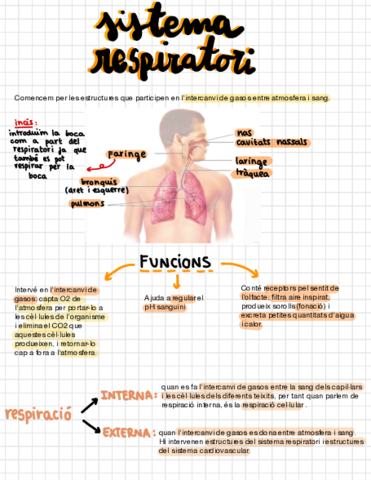 T-5-Sistema-Respiratori.pdf