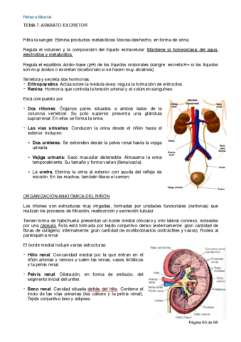 Apuntes-Organo-II.pdf