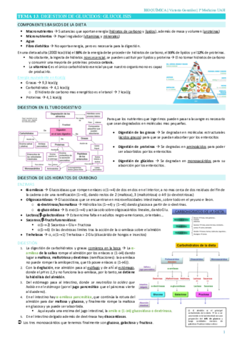 TEMA-13-GLUCOLISIS.pdf