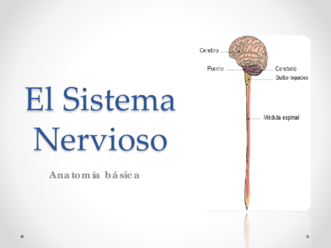 RC-UD03-SISTEMA-NERVIOSO.pdf