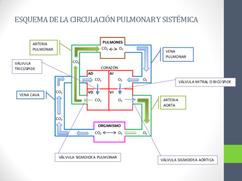 RC-UD04-LA-CIRCULACION-SANGUINEA.pdf