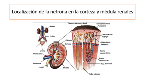 RC-UD05-LOCALIZACION-DE-LA-NEFRONA-EN-LA-CORTEZA-Y-MEDULA-RENALES.pdf