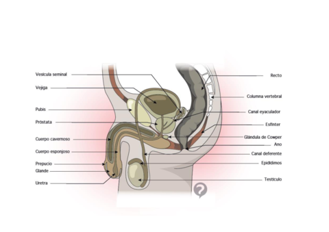 RC-UD06-APARATO-REPRODUCTOR-MASCULINO.pdf