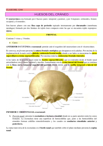 huesos-del-craneopaper.pdf