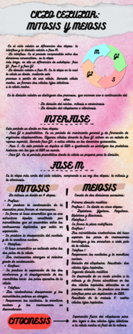 CICLO-CELULAR-MITOSIS-Y-MEIOSIS-1.pdf