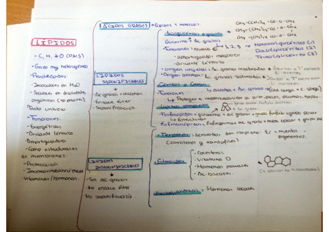TEMA-4-LIPIDOS.pdf