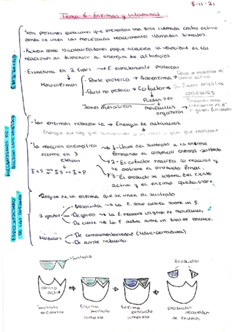 BIO-TEMA-6.pdf