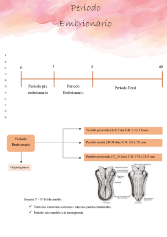 Periodo-embrionario.pdf