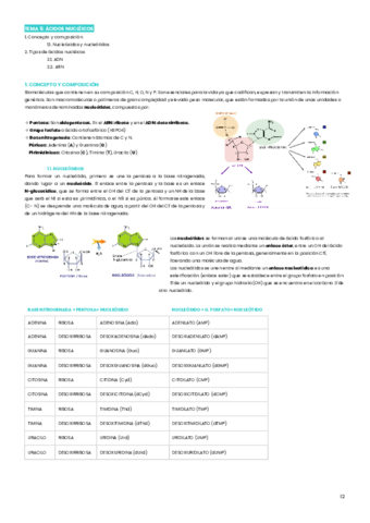 tema-5-acidos-nucleicos.pdf