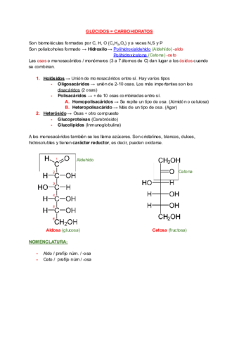 T3-y-T4-GLUCIDOS-Y-LIPIDOS.pdf
