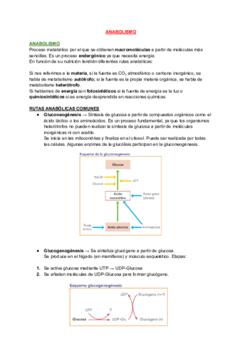 T13-ANABOLISMO.pdf