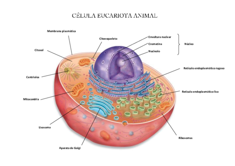 celulas-eucariotas.pdf