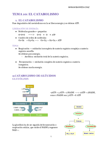 TEMA-10-EL-CATABOLISMO.pdf