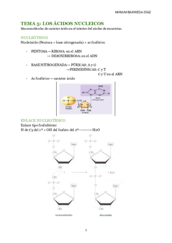 TEMA-5-LOS-ACIDOS-NUCLEICOS-1.pdf