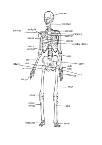 Esqueleto-y-craneo.pdf