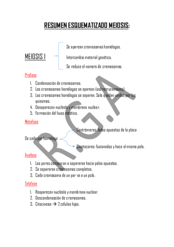 Resumen meiosis.pdf