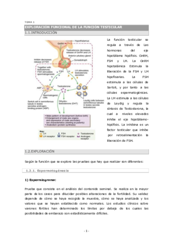 2 - Reproductor.pdf