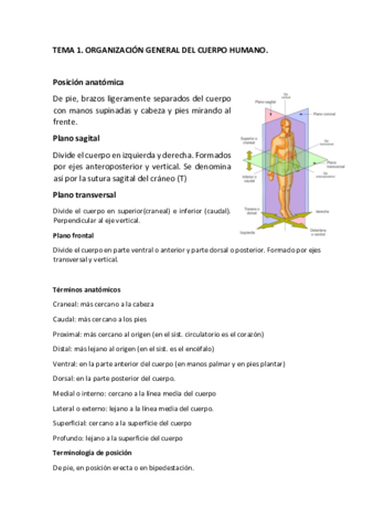 TEMA-1-anatomia.pdf