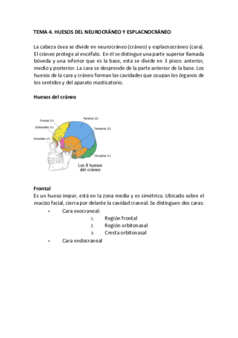 TEMA-4-ANATOMIA.pdf