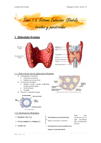 Apuntes-T73-Tiroides-y-paratiroides.pdf