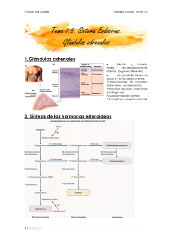 Apuntes-T75-Glandulas-adrenales.pdf