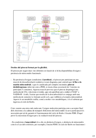 final-bioquimica-33-37.pdf