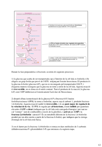 final-bioquimica-28-32.pdf
