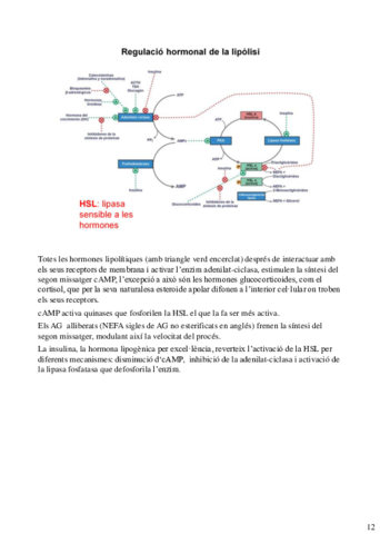 final-bioquimica-95-100.pdf
