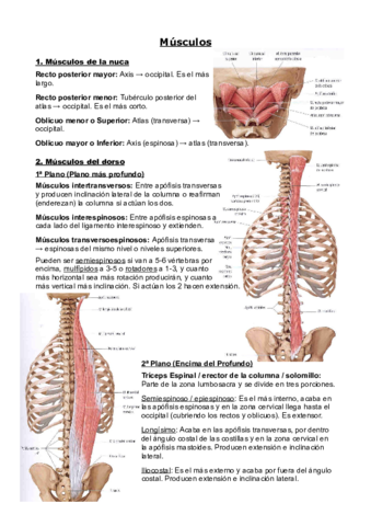 Anatomia-parcial-1.pdf