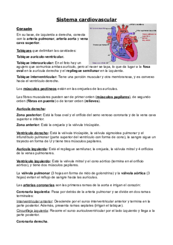 Anatomia-2o-Parcial-teoria.pdf