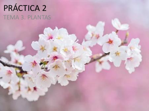 Tema3Practicas.pdf